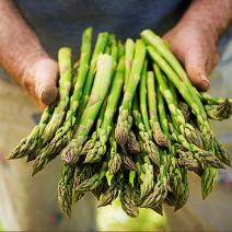 Asparagus - 1/2 lb bundle