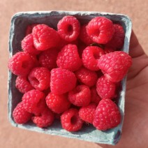 Raspberries