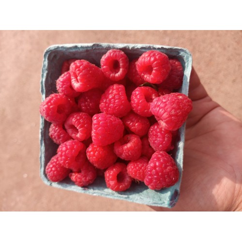 Raspberries