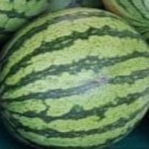 Tiger Melons