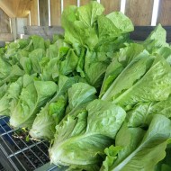 Lettuce - Romaine