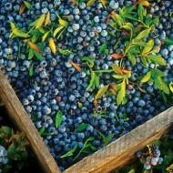 Wild Blueberries - assorted sizes