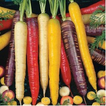 Rainbow Carrots - Ontario 