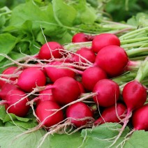 Radish - Bunch
