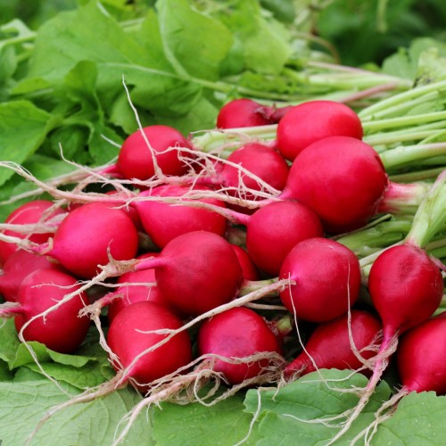 Radish - Bunch