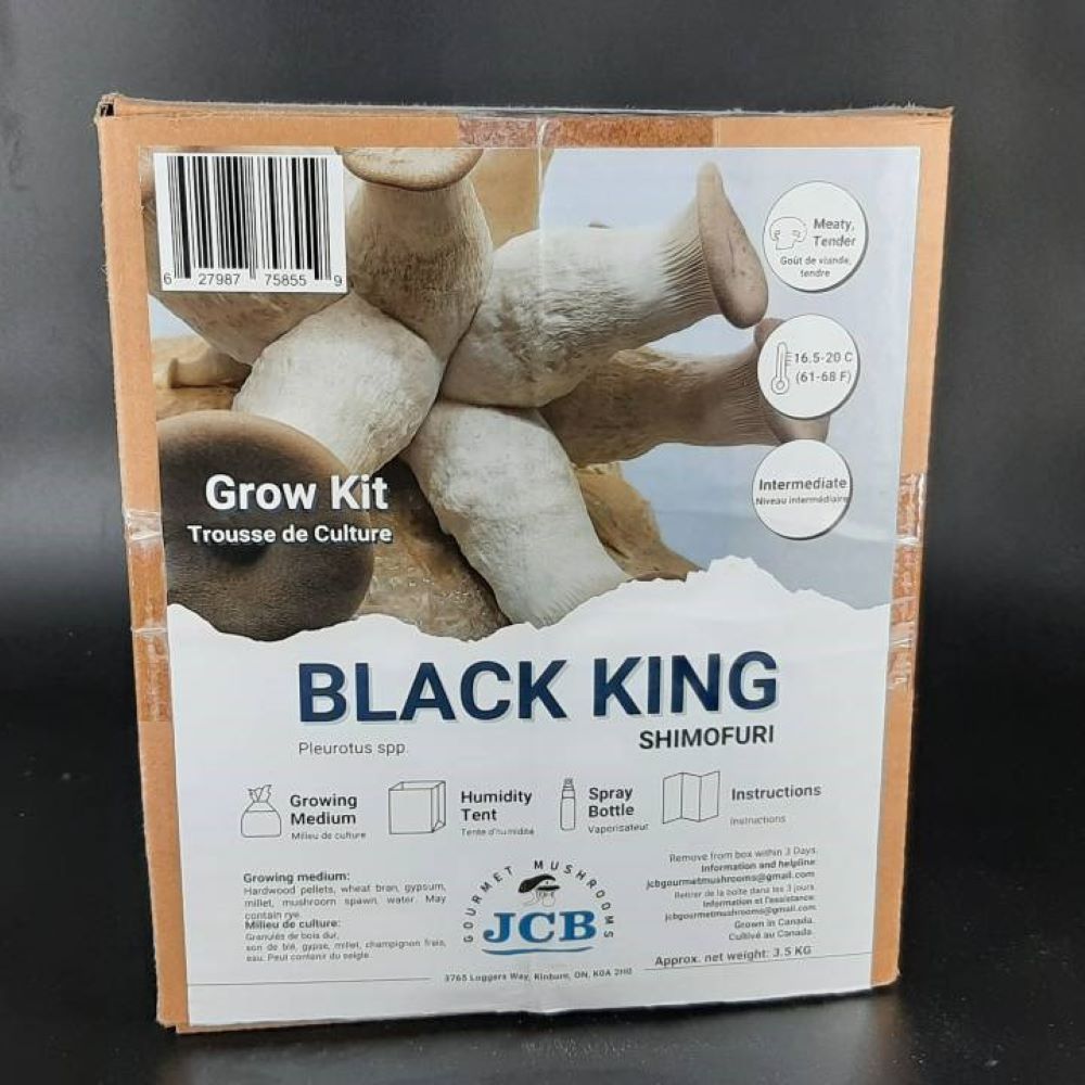 Black King Oyster Grow kit