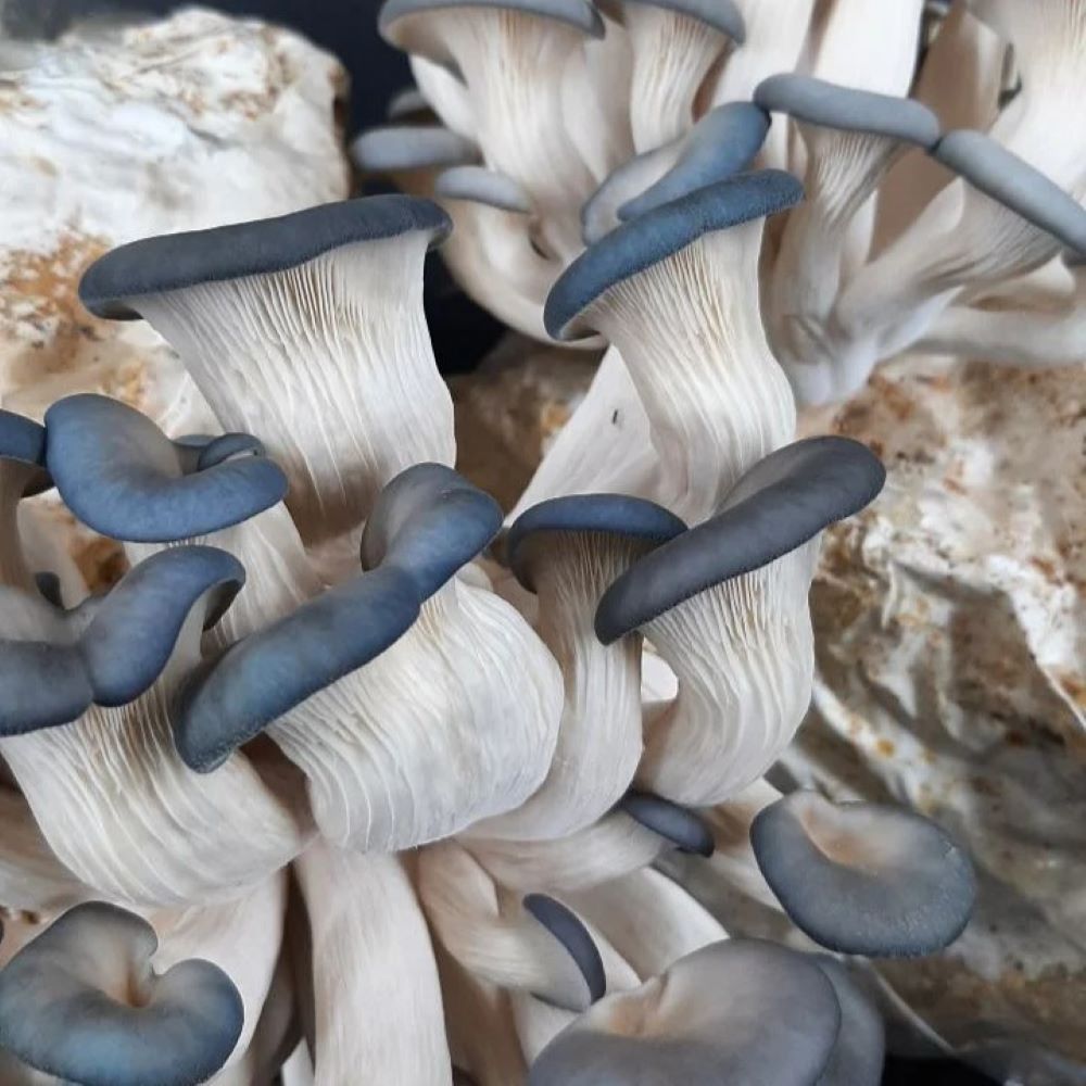 Blue Oyster Mushrooms - per lb