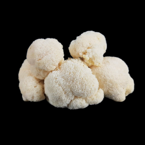 Lions Mane Mushrooms - per lb