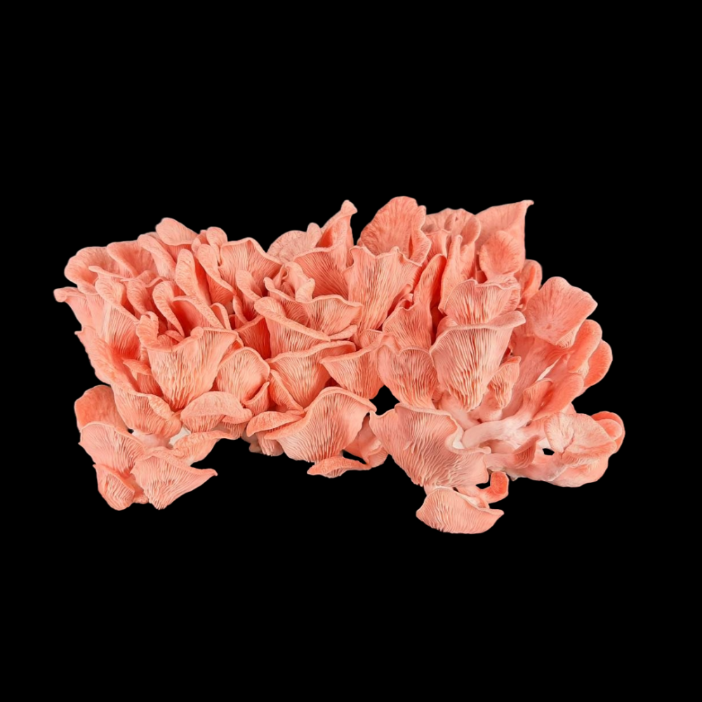 Pink Oyster Mushrooms - Per lb