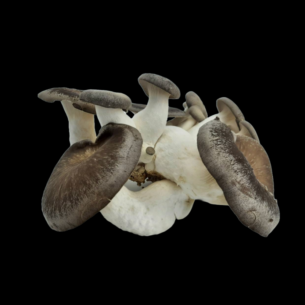 Black King Oyster Mushrooms - per lb