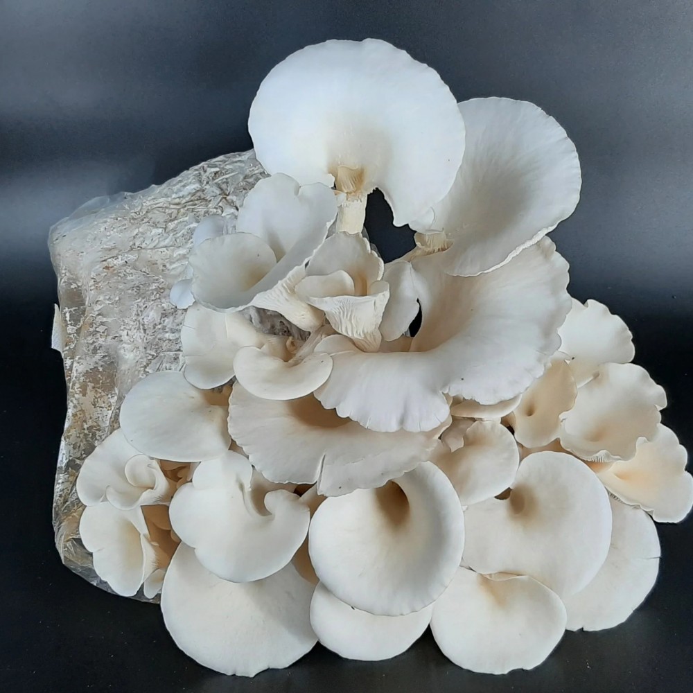 Snow/Pearl Oyster Mushrooms - per lb