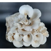 Snow/Pearl Oyster Mushrooms - per lb